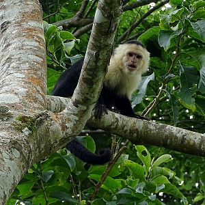 White-headed capuchin