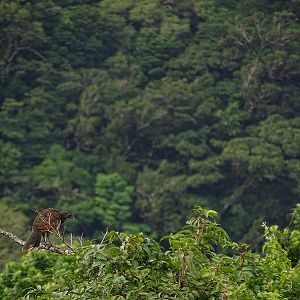 Grey-headed chachalaca