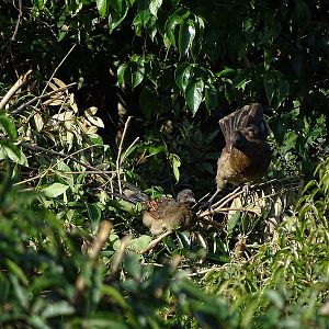 Grey-headed chachalaca