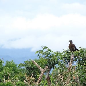 Grey-headed chachalaca