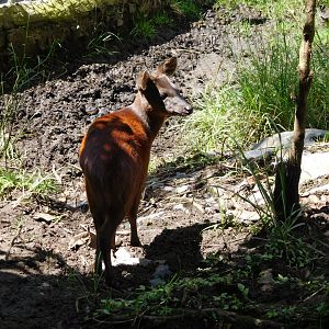 Little Red Brocket Deer
