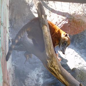 South American Coati