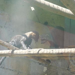 Tayra and Crab-eating Raccoon