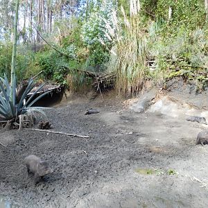 Collared Peccaries