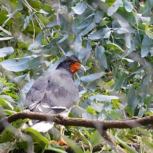 Carunculated Caracara