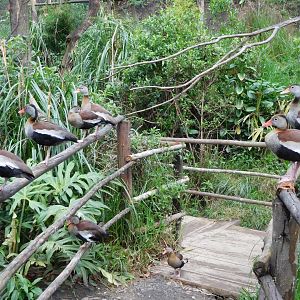 Black-bellied Whistling Ducks in the Amazonía Aviary