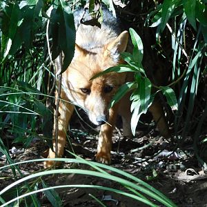 Andean Fox