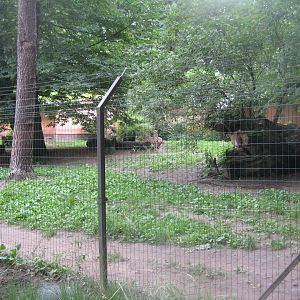 Rostock Zoo - Cheetah exhibit