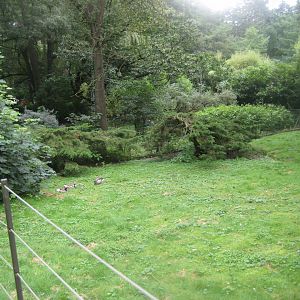 Rostock Zoo - South American duck exhibit