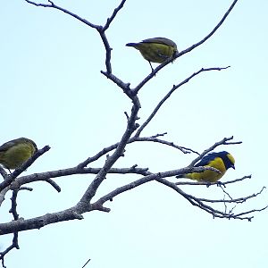 Yellow-crowned euphonias