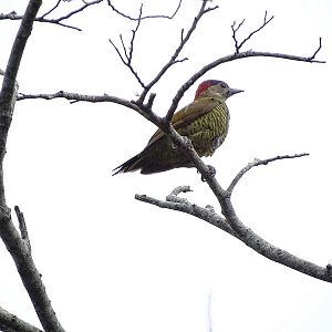 Golden-Olive woodpecker