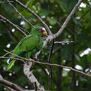 White-fronted amazon parrot