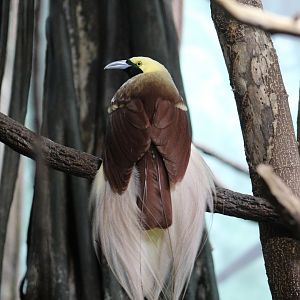 Lesser Bird-of-Paradise