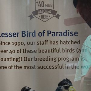 Lesser BOP Achievements