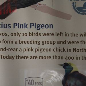 Pink Pigeon Achievements