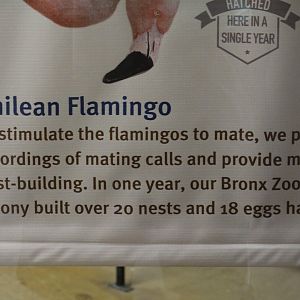 Chilean Flamingo Achievements