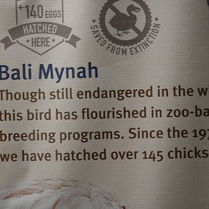 Bali Mynah Achievements