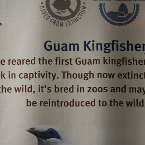 Guam Kingfisher Achievements