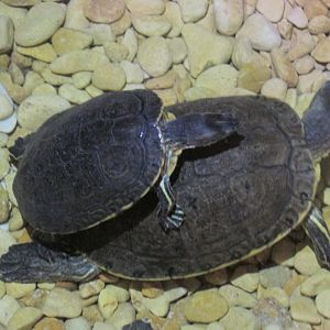 mesoamerican slider turtles