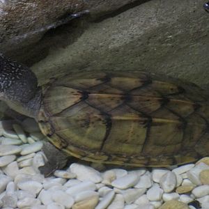 mexican musk turtle