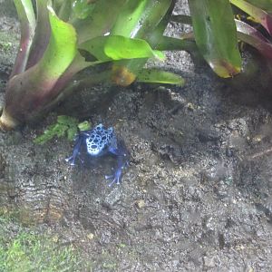 blue poison dart frog