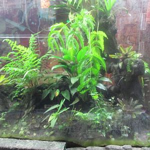 poison dart frog exhibit