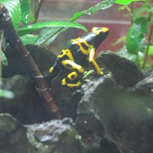 gold banded poison dart frog