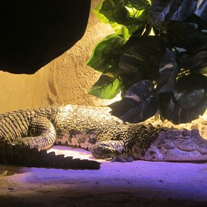 morelet´s crocodile