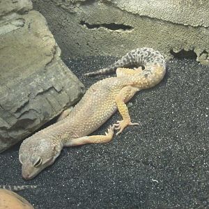 leopard gecko morph