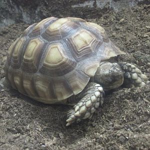 sulcata tortoise juvenile
