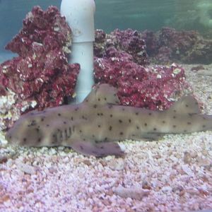 horn shark