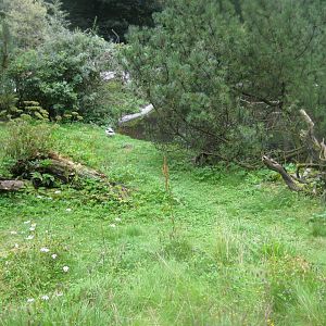 Rostock Zoo - South American duck exhibit