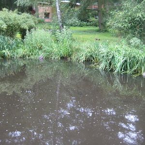Rostock Zoo - South American duck exhibit