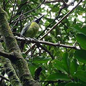 Blue-throated toucanet