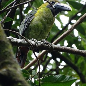 Blue-throated toucanet