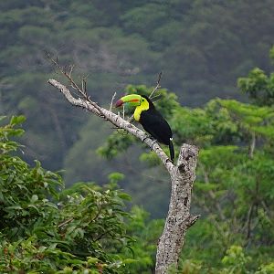 Keel-billed toucan