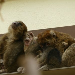 Greater bamboo lemur family