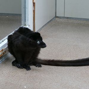 Blue-eyed black lemur