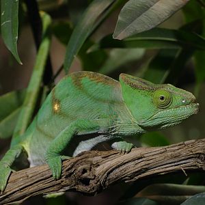 Parson’s chameleon