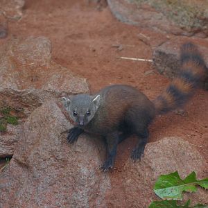 Ring-tailed mongoose Youngster