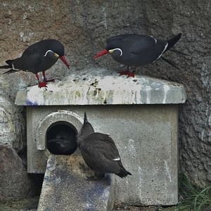 Inca tern with youngsters