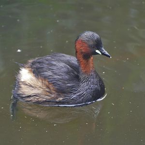 Little grebe