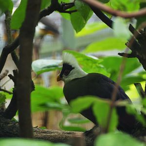 White-crested turaco