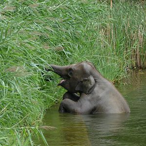 Very active elephant