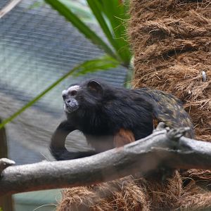 Weddell's saddle-back tamarin