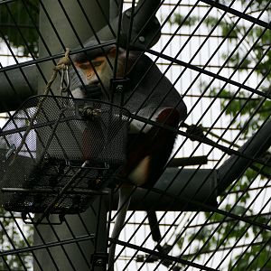 Red-shanked douc langur