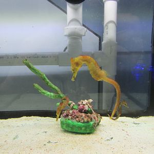 yellow seahorse with young
