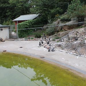 Penguin Enclosure