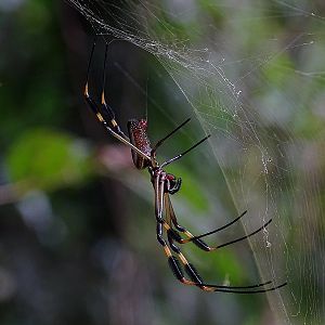 Golden Orb Spider