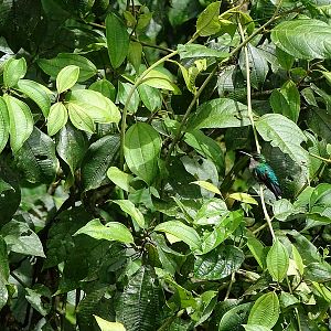 Purple-crowned woodnymph (female)